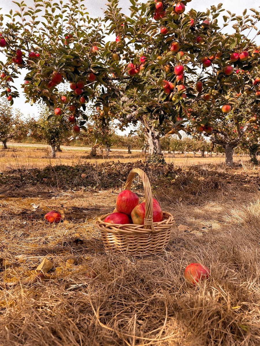 Autumn Apple Picking + Easy Apple Crumble Recipe