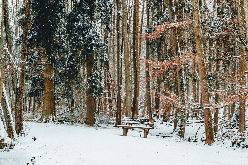 Peaceful winter scene featuring a snow-covered bench amidst tall trees in a tranquil forest.