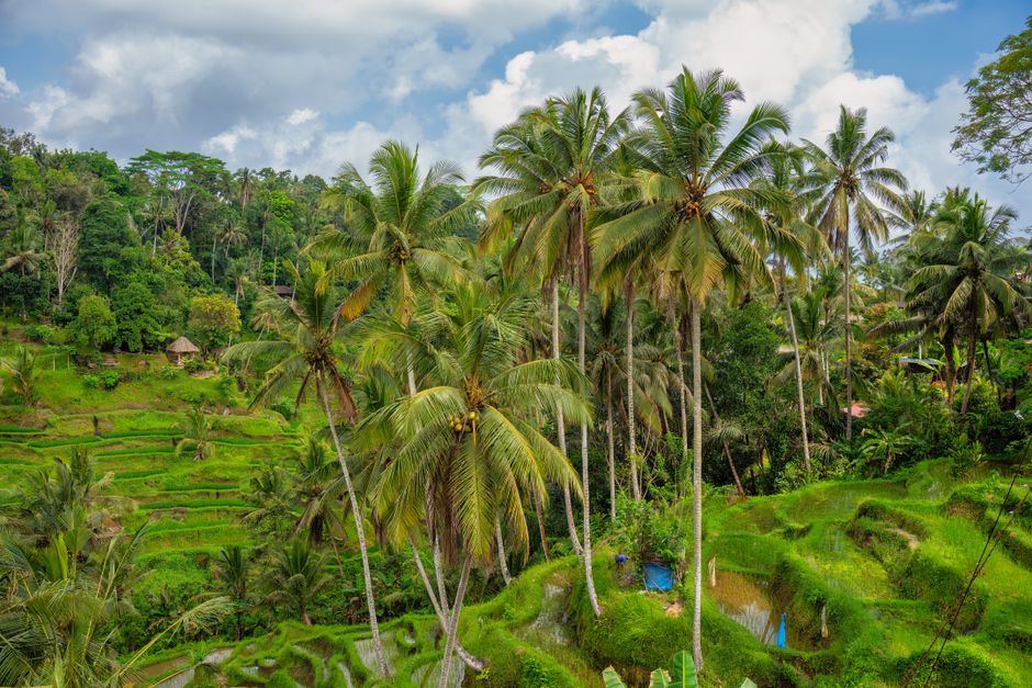 Stunning view of lush green rice terraces and palm trees in Bali, Indonesia