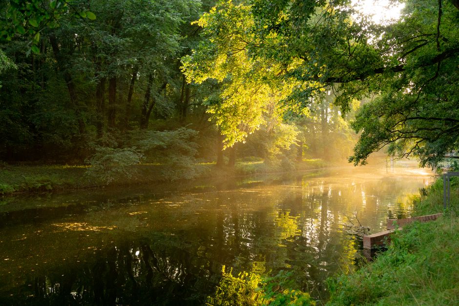 A serene forest river illuminated by sunlight during a summer day, showcasing vibrant nature.