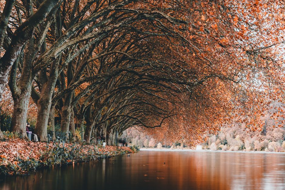 Beautiful autumn scene with arching trees over a tranquil lake surrounded by vibrant fall foliage.