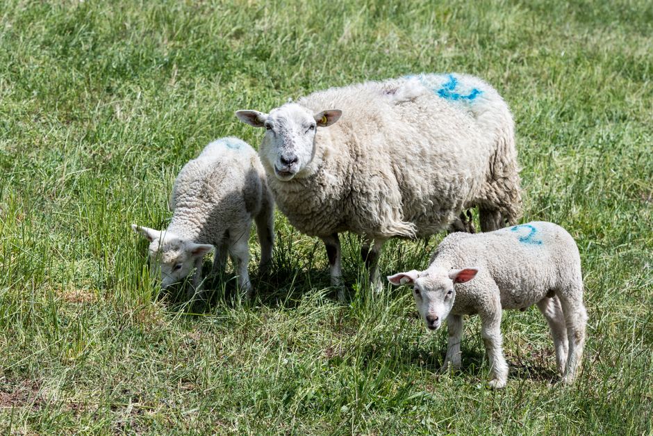 Idyllic scene of sheep and lambs grazing on a pasture in Drage, Niedersachsen, Germany.
