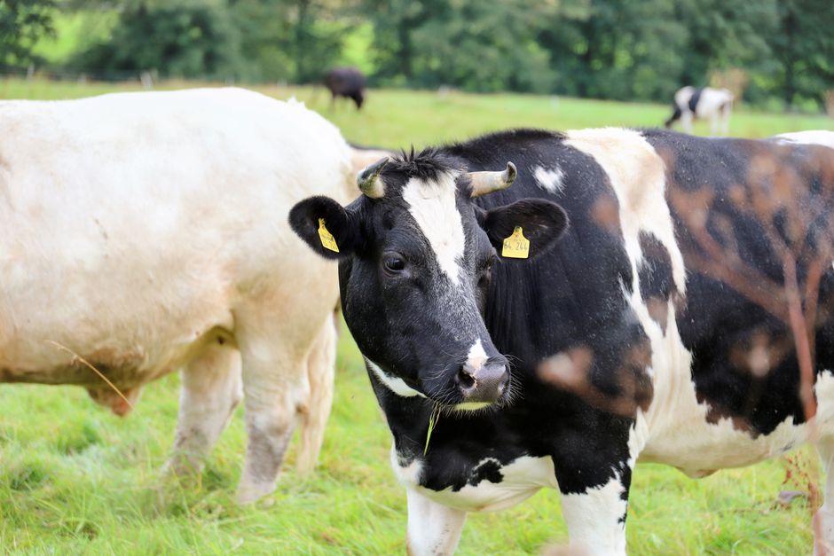 Close-up of dairy cows grazing on a lush green pasture on a sunny day.