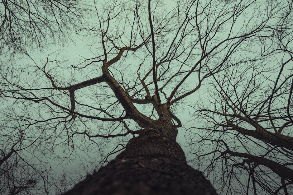 Silhouetted tree branches against moody winter sky in Berlin, Germany, creating a dramatic and artistic atmosphere.