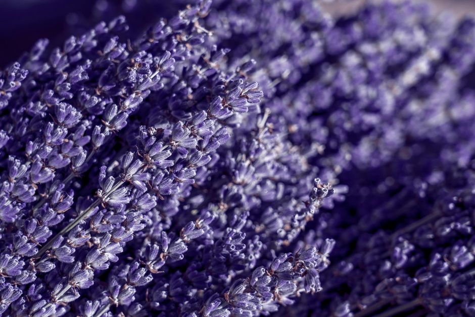 Detailed macro shot of lush lavender flowers, highlighting vibrant purple hues.