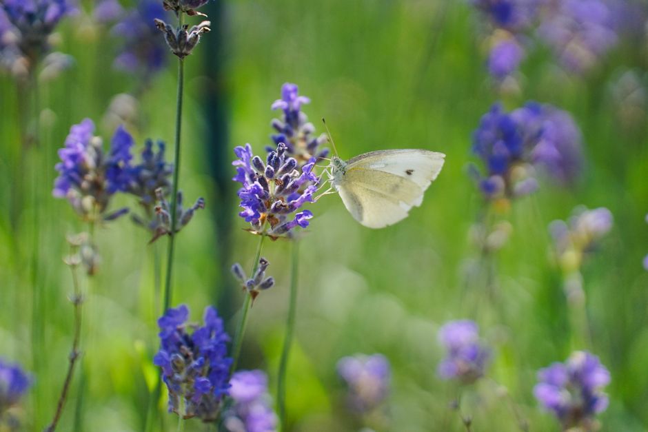 A butterfly perched on lavender flowers in a sunlit meadow, showcasing vibrant nature.