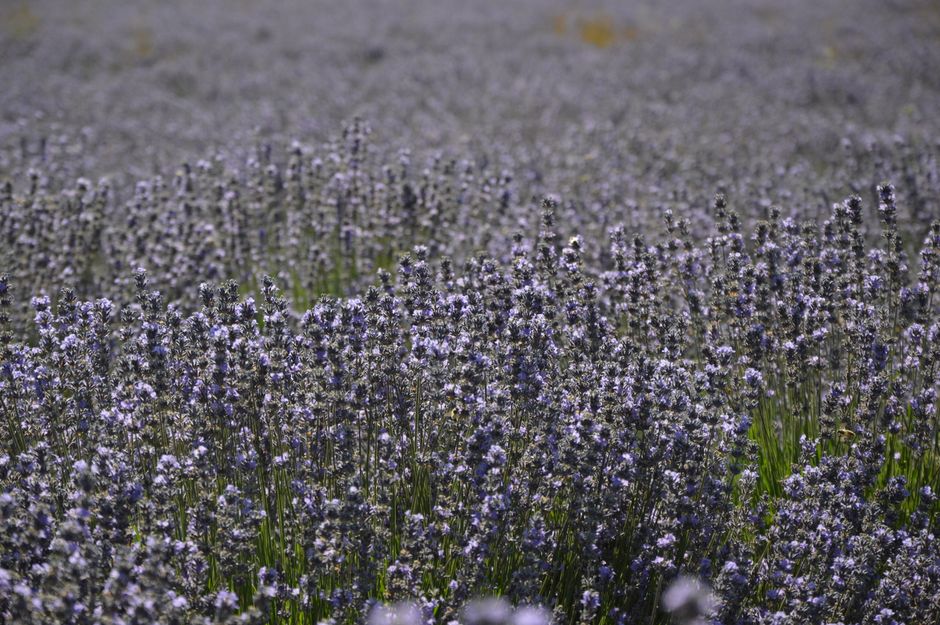 A serene lavender field in full bloom, showcasing nature's beauty in summer.