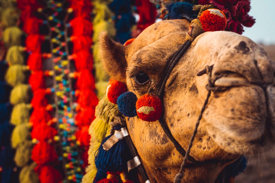 Close-up of a camel adorned with colorful decorations, showcasing traditional attire.