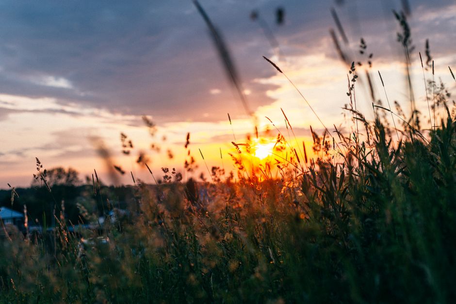 Beautiful sunset over a peaceful wheat field captured in golden hour light, showcasing nature's beauty.