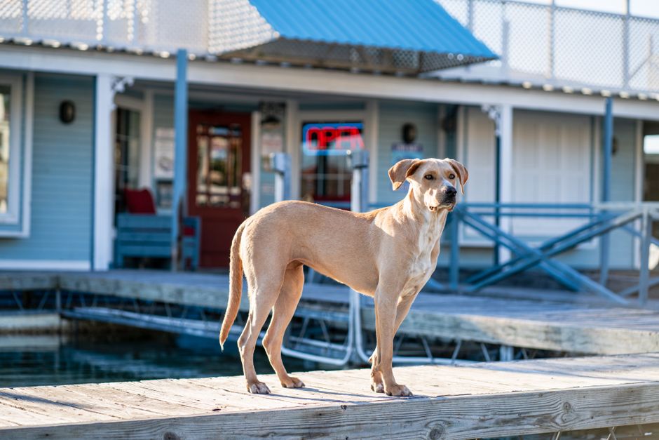 A brown dog standing confidently on a wooden dock in front of a lakeside building with an open sign.