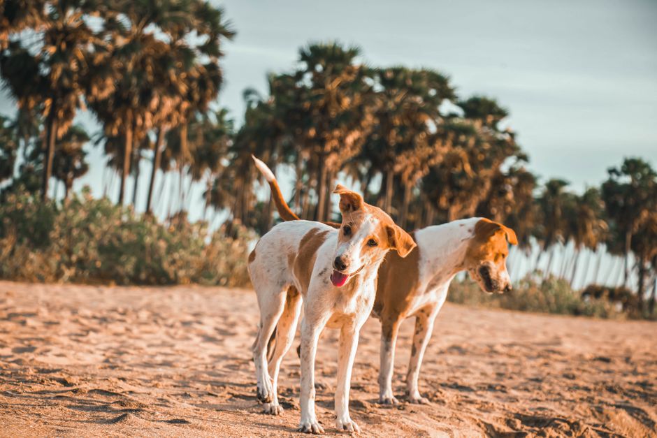 Pet-Friendly Road Trip Accommodations 2026: Pet-Friendly Road Trip Accommodations: How to Book Smart in 2026