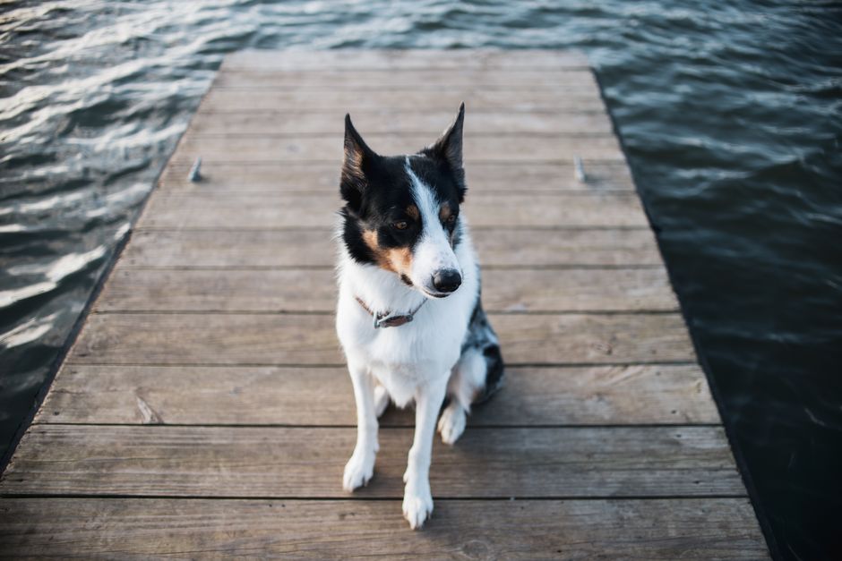 Pet-Friendly Vacation Rentals in Major US Cities: A Smarter Way to Find Them