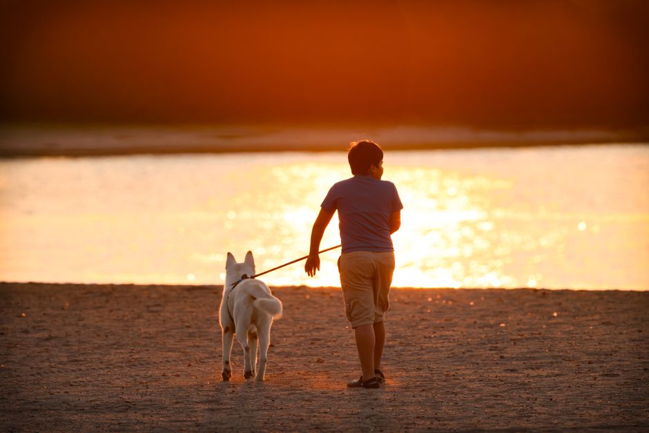 A boy walks his dog along the beach at sunset, capturing the warm glow of autumn.