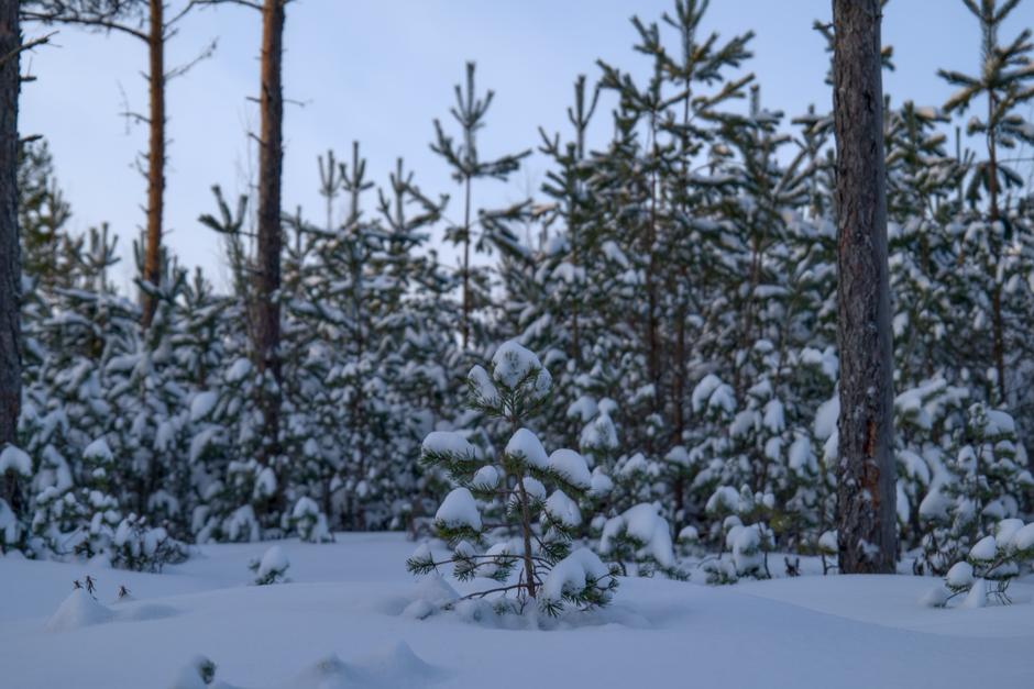 Chasing the Northern Lights in Finnish Lapland