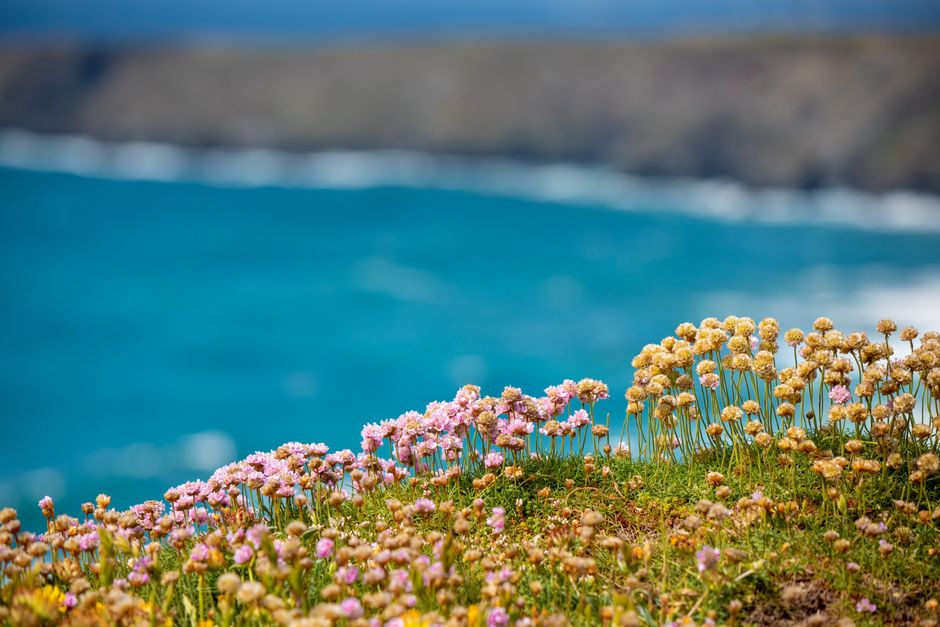 Vibrant wildflowers bloom on a cliffside overlooking the ocean, capturing nature's serenity.