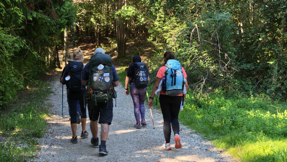 Five adults hiking on a forest trail, equipped with backpacks, enjoying nature.