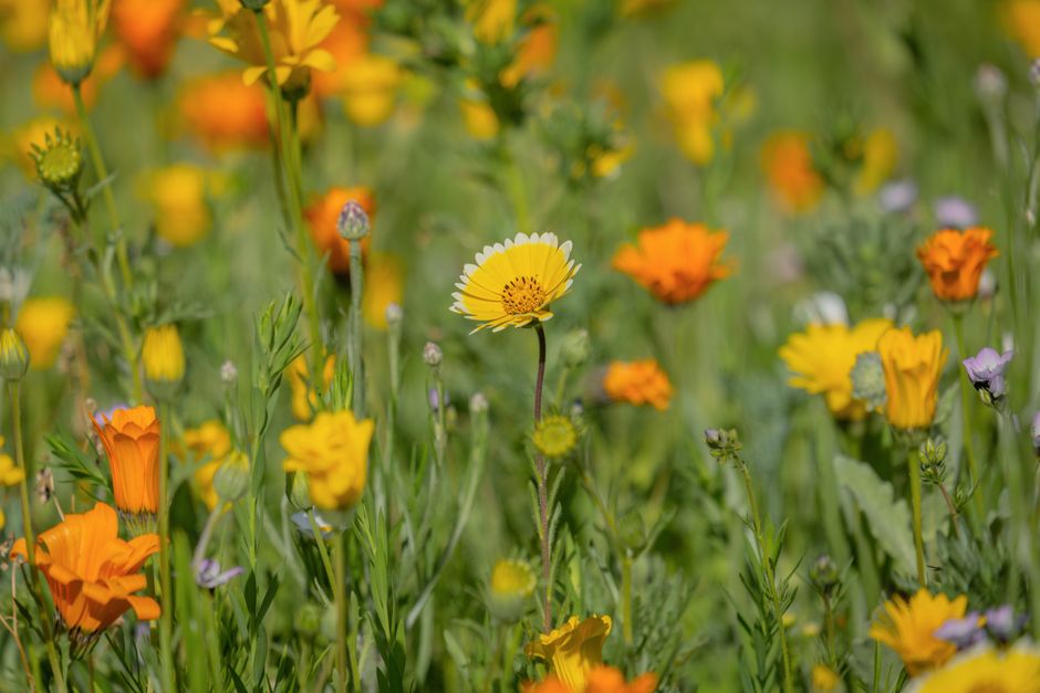 A colorful meadow filled with blooming wildflowers under the warm daylight.