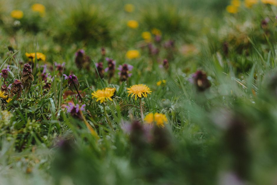 Close-up of a meadow with dandelions and purple dead nettles in full bloom.