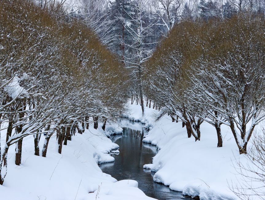 A tranquil stream flows through a snowy and leafless winter forest, creating a peaceful scene.