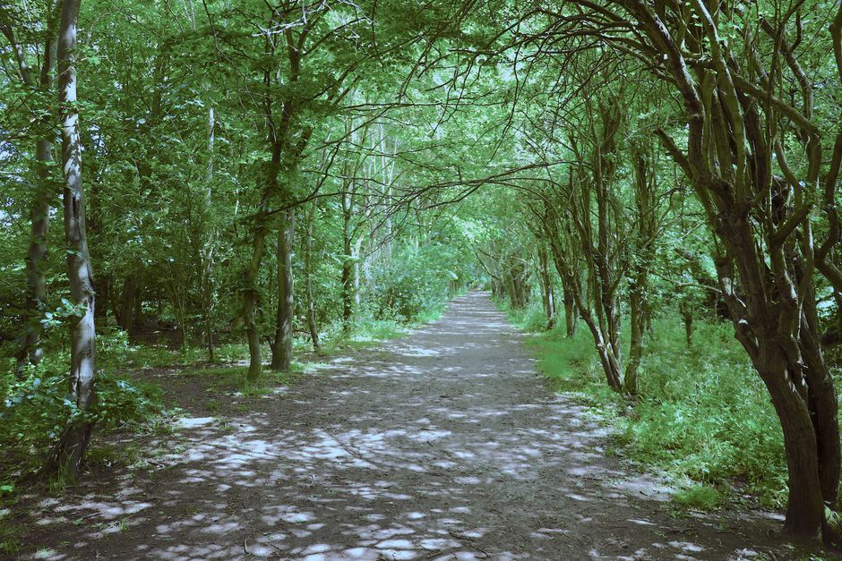 Walking Through English Bluebell Woods in Spring